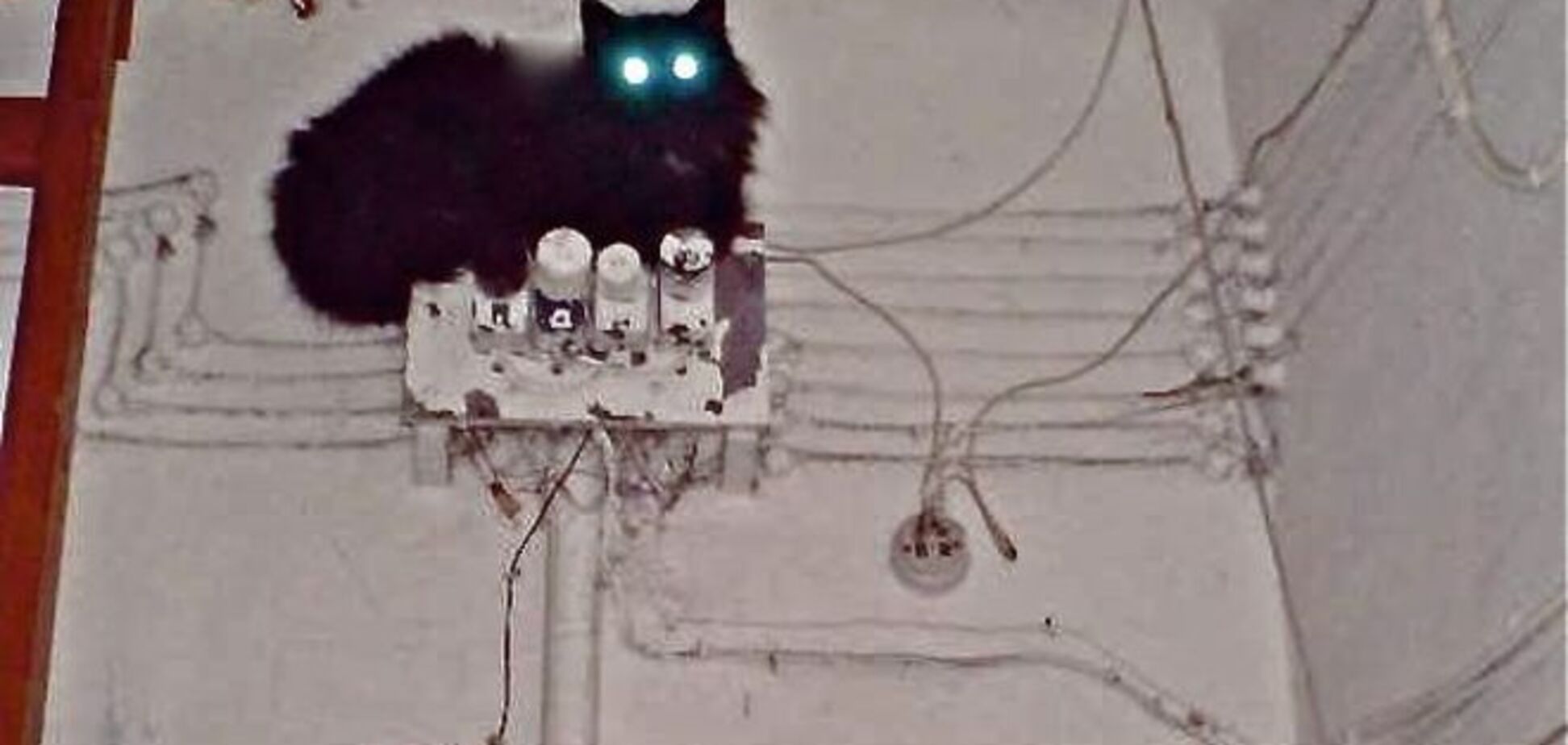 Кот ценой своей жизни оставил оккупированный Симферополь без света