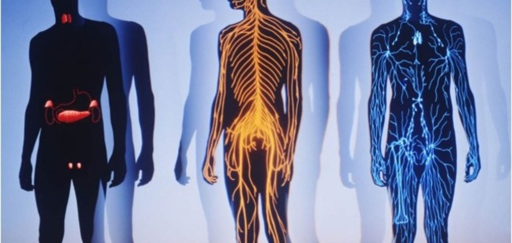 10 вещей в нашем теле, что расположены не так или вовсе неправильно