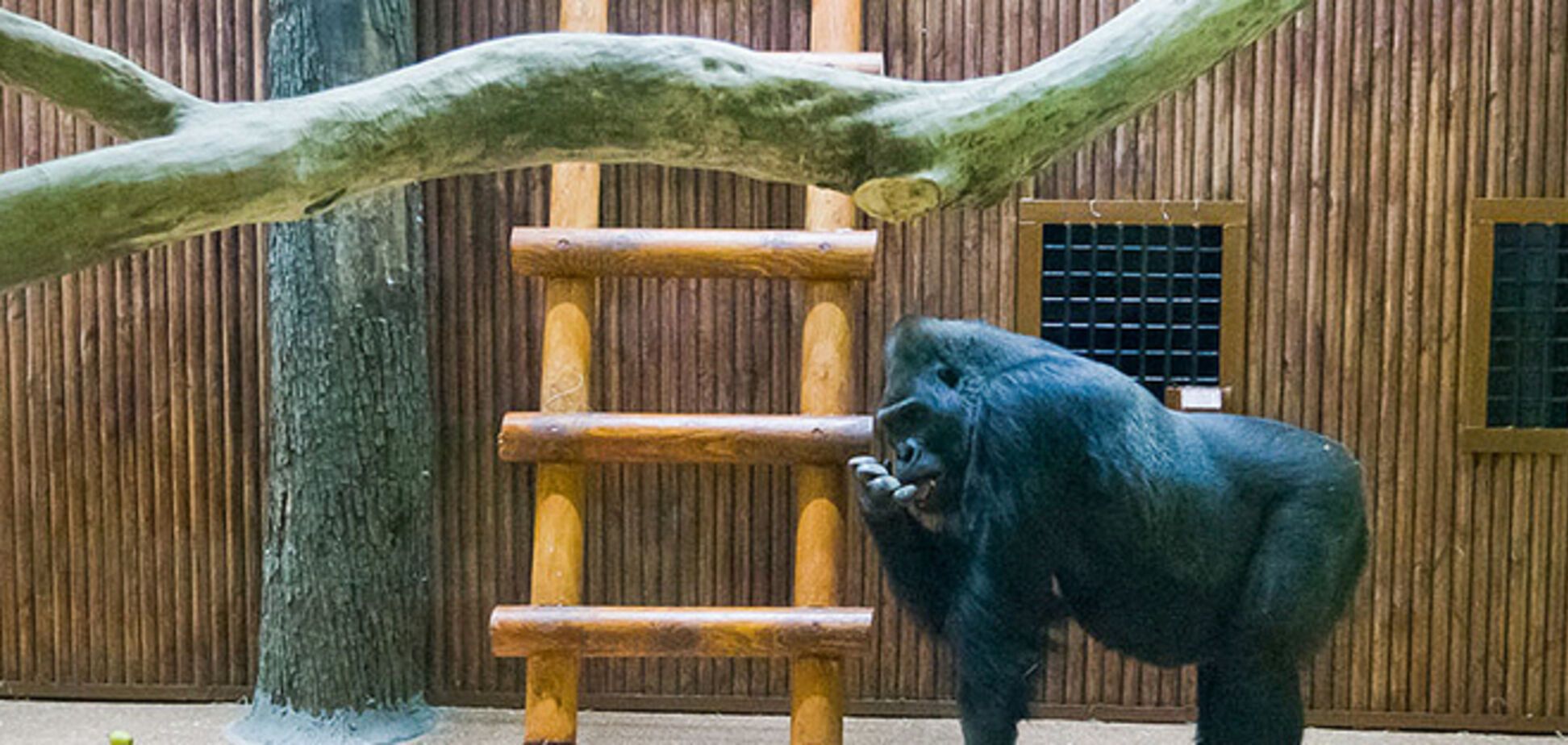 Невеста Кличко построила домик киевской горилле