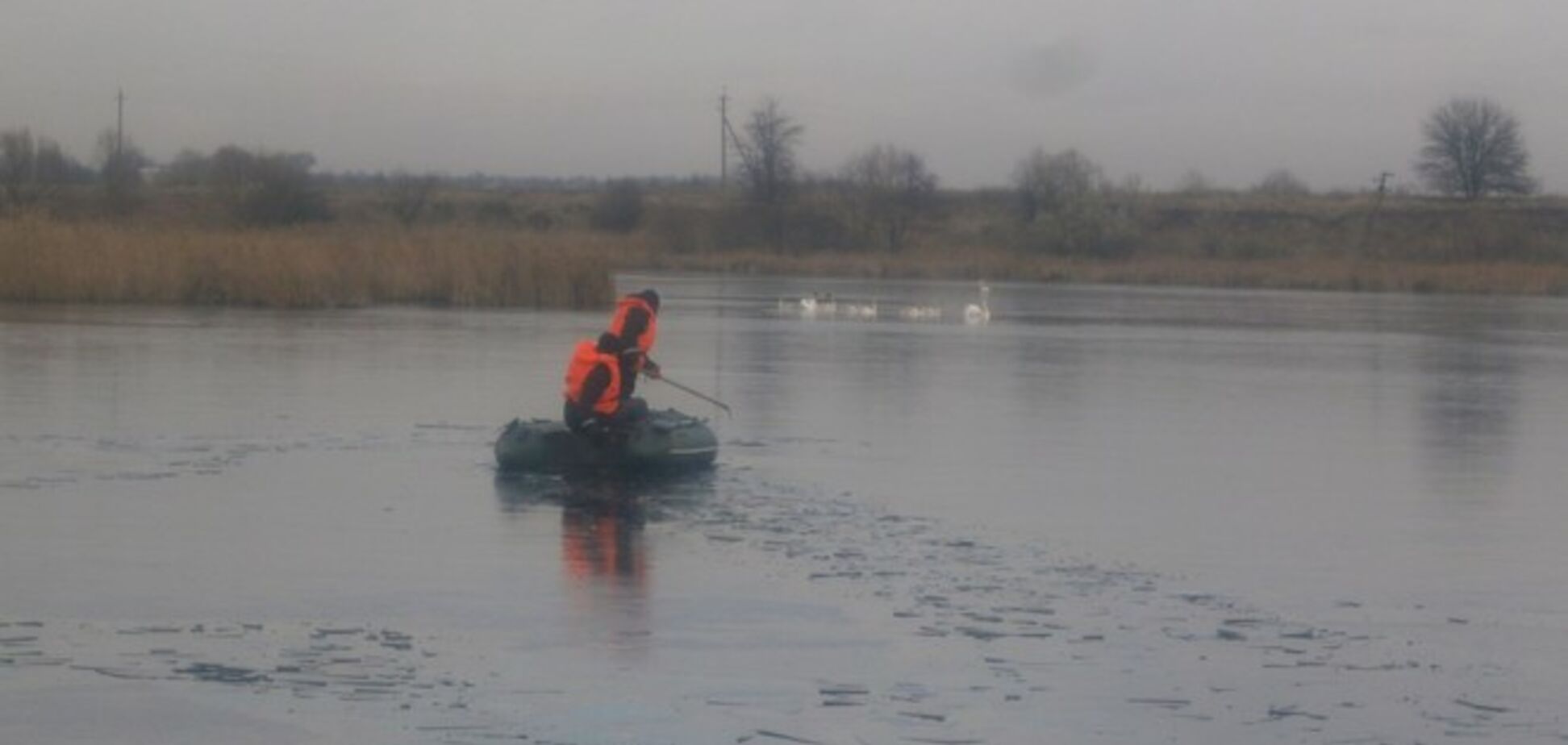 На Киевщине спасли лебедей, которые примерзли ко льду
