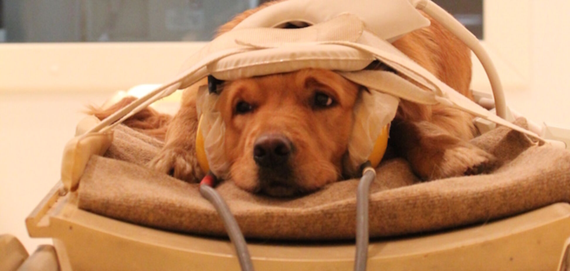 Ученые провели исследование мозга собак и узнали, что они думают о людях