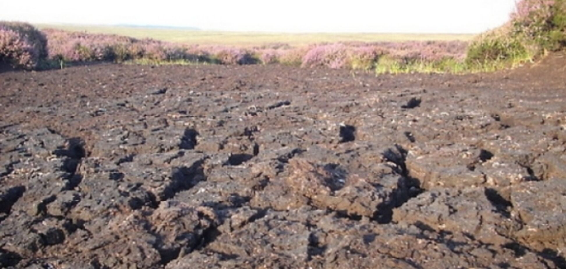 Кретинизм путиномики