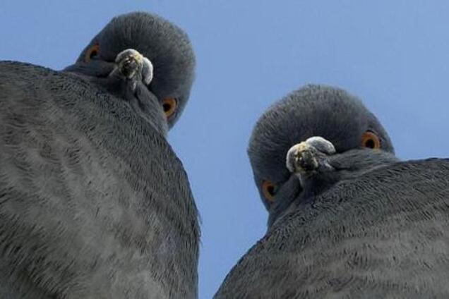 Кормить Донбасс – все равно, что кормить голубей