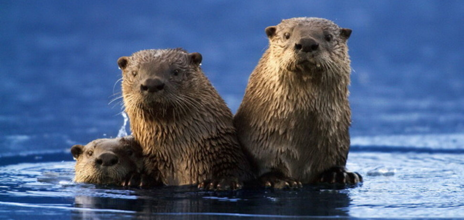 Бобры с Донбасса грозят уничтожить экологию Днепропетровщины