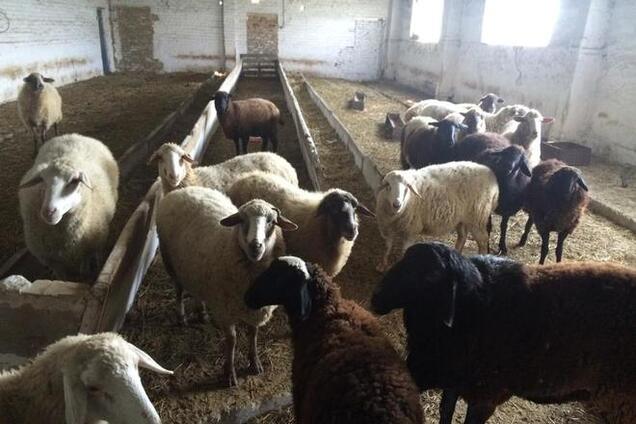 'Киборги' успевают еще подкармливать 'баранчиков Шонов': опубликованы фото