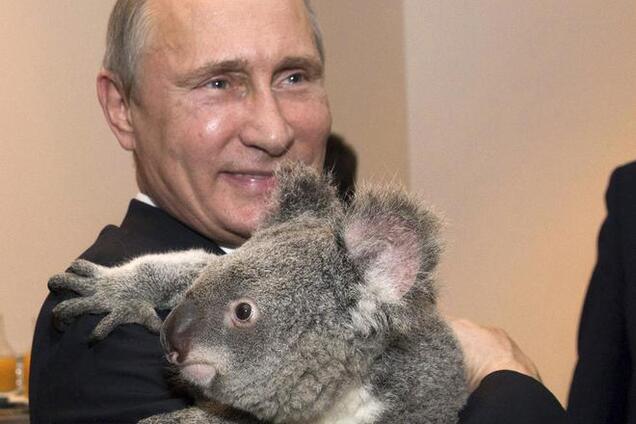 Шендерович призвал россиян не брать пример с коалы, обнимавшейся с Путиным