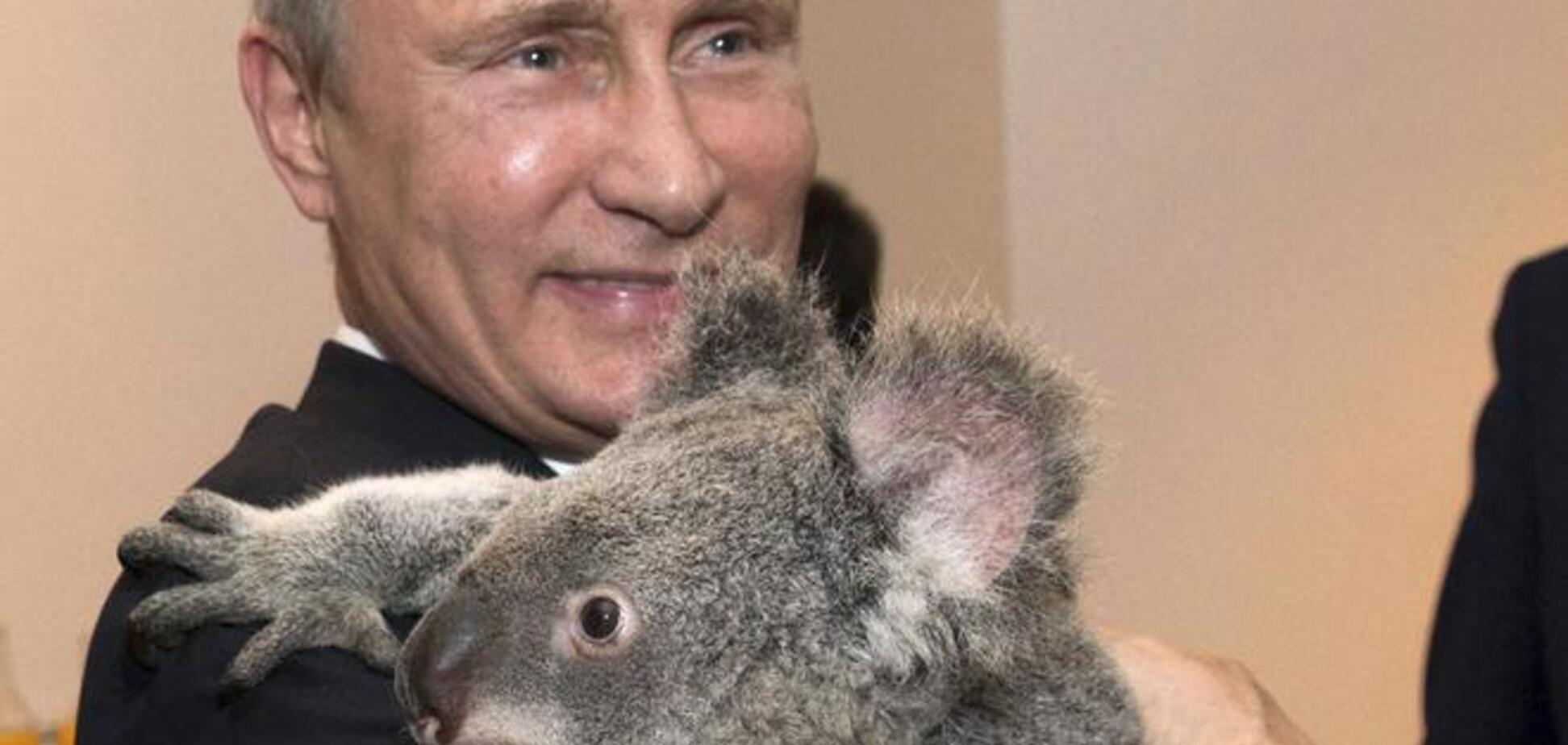 Шендерович призвал россиян не брать пример с коалы, обнимавшейся с Путиным