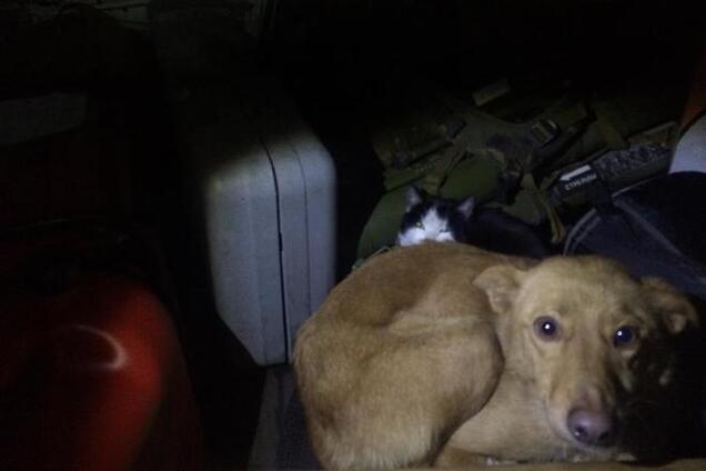 Волонтеры спасли в зоне АТО собаку Рыжика и кота Батона: опубликованы фото