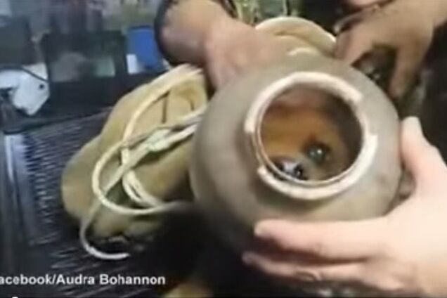 В США спасли собаку, прожившую с кувшином на голове два месяца: опубликовано видео