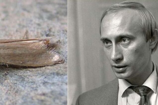 Триумф моли (15 лет путинизма в РФ)