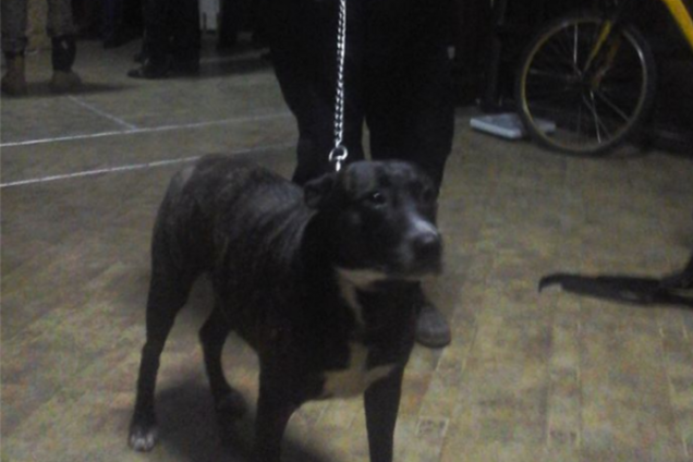 Волонтерам удалось организовать встречу истосковавшейся собаки с ее хозяином в зоне АТО: трогательность видео прошибает до слез