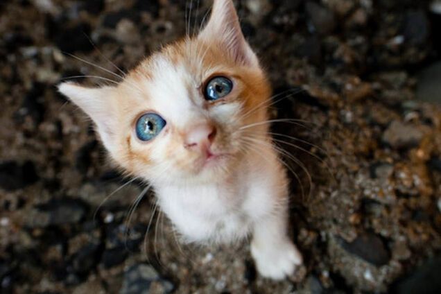 В сети появилось фото острова, который принадлежит котам