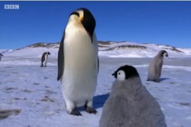 Ученые показали видео, как кибер-пингвин внедряется в стаю настоящих птиц