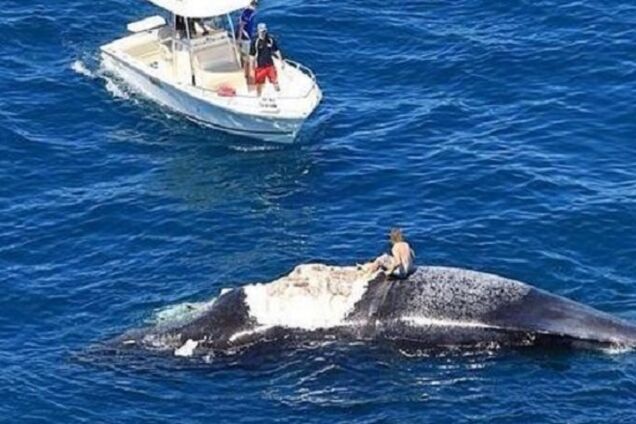 Мужчина оказался посреди океана на ките в окружении акул