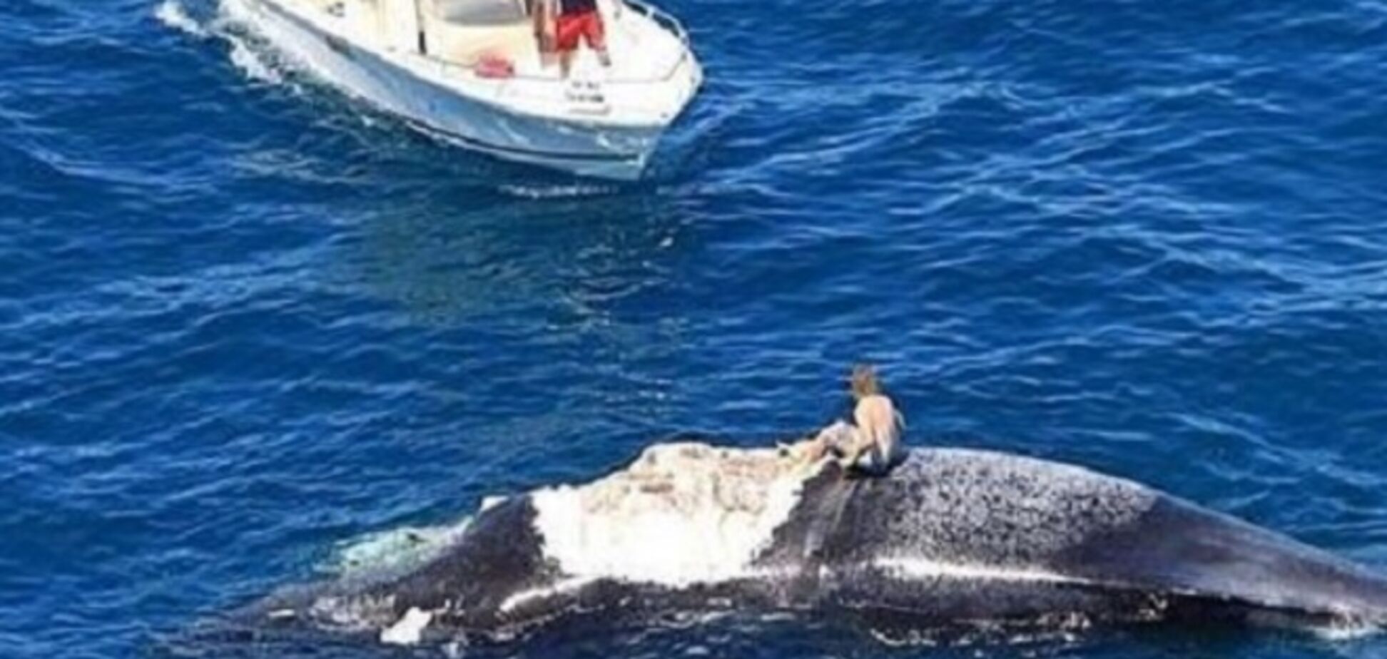 Мужчина оказался посреди океана на ките в окружении акул