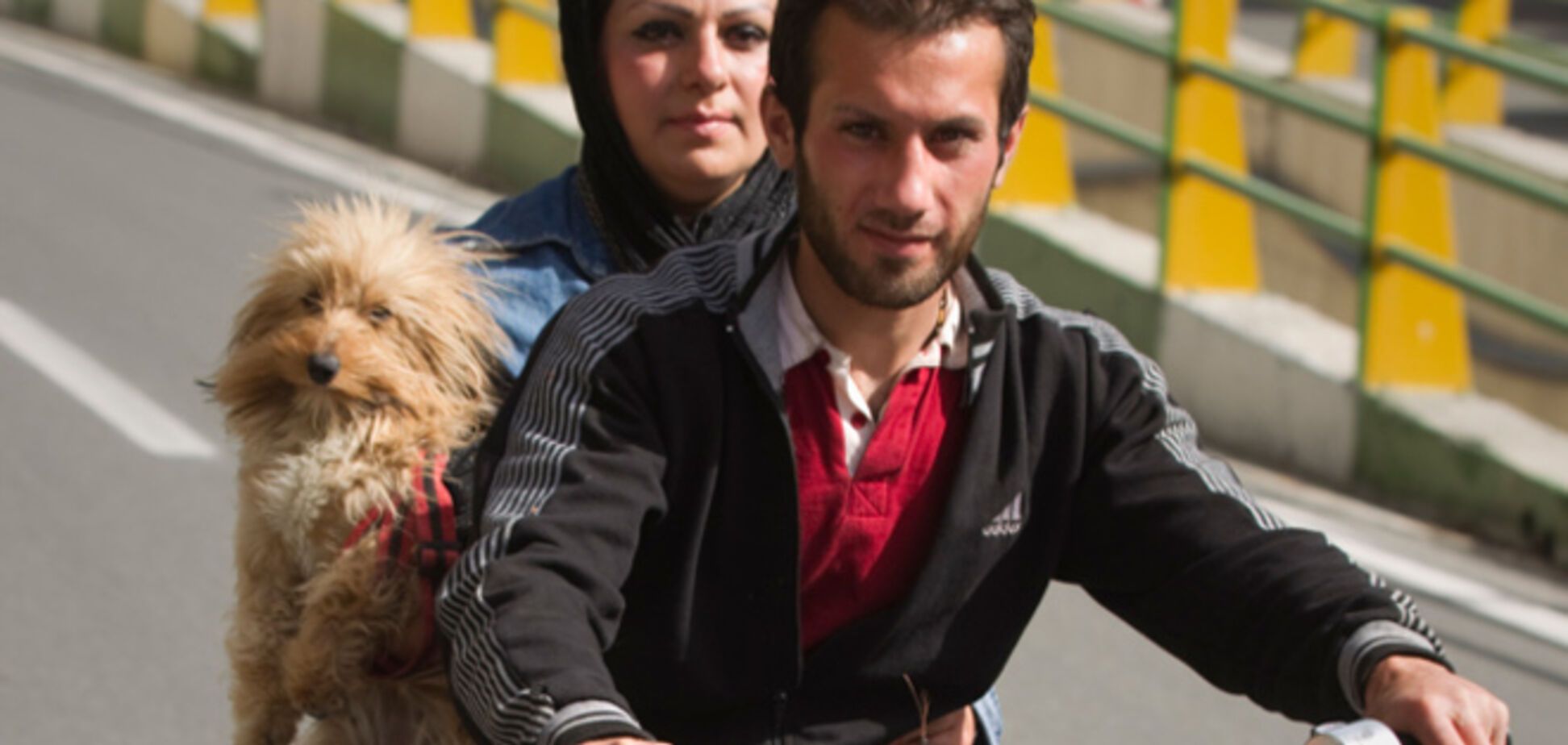 Батіг або штраф. В Ірані вирішили 'винищити' власників собак