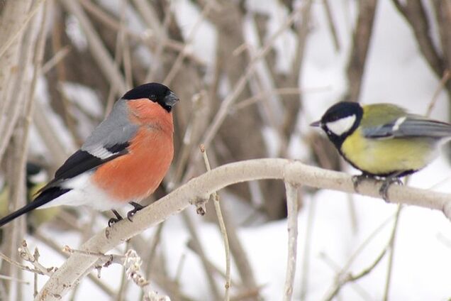 Новый фейк от росСМИ: в Украине учат детей убивать 'кремлевских' снегирей и беречь 'патриотичных' синиц