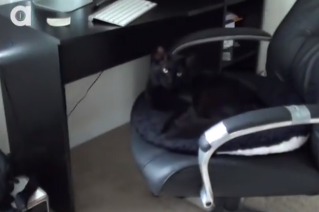 Что творили люди и животные в 2014 году: 10 самых смешных видеороликов