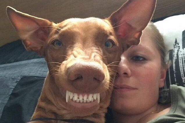 29 самых популярных селфи собак, которые потрясли весь мир