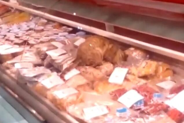 Кот-обжора пробрался в магазин и съел деликатесов на 17 тыс грн