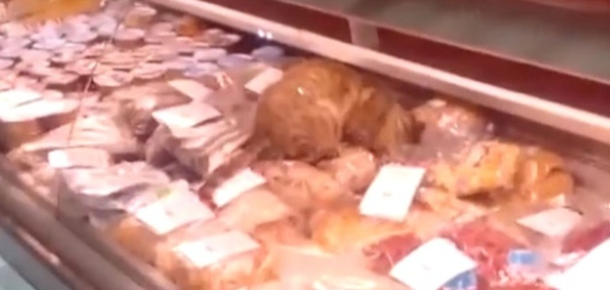 Кот-обжора пробрался в магазин и съел деликатесов на 17 тыс грн