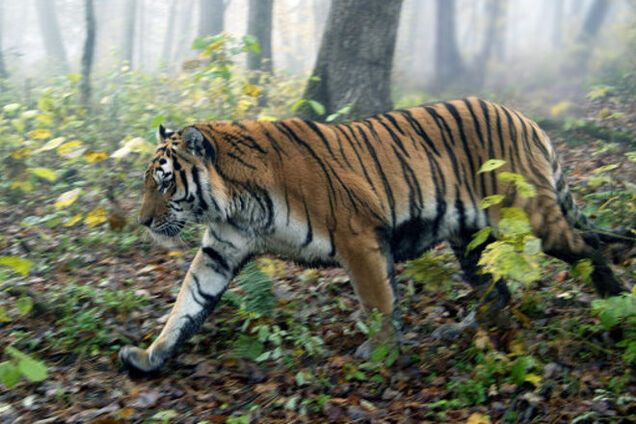 Тигр Путина нашкодил в Китае и вернулся в Россию