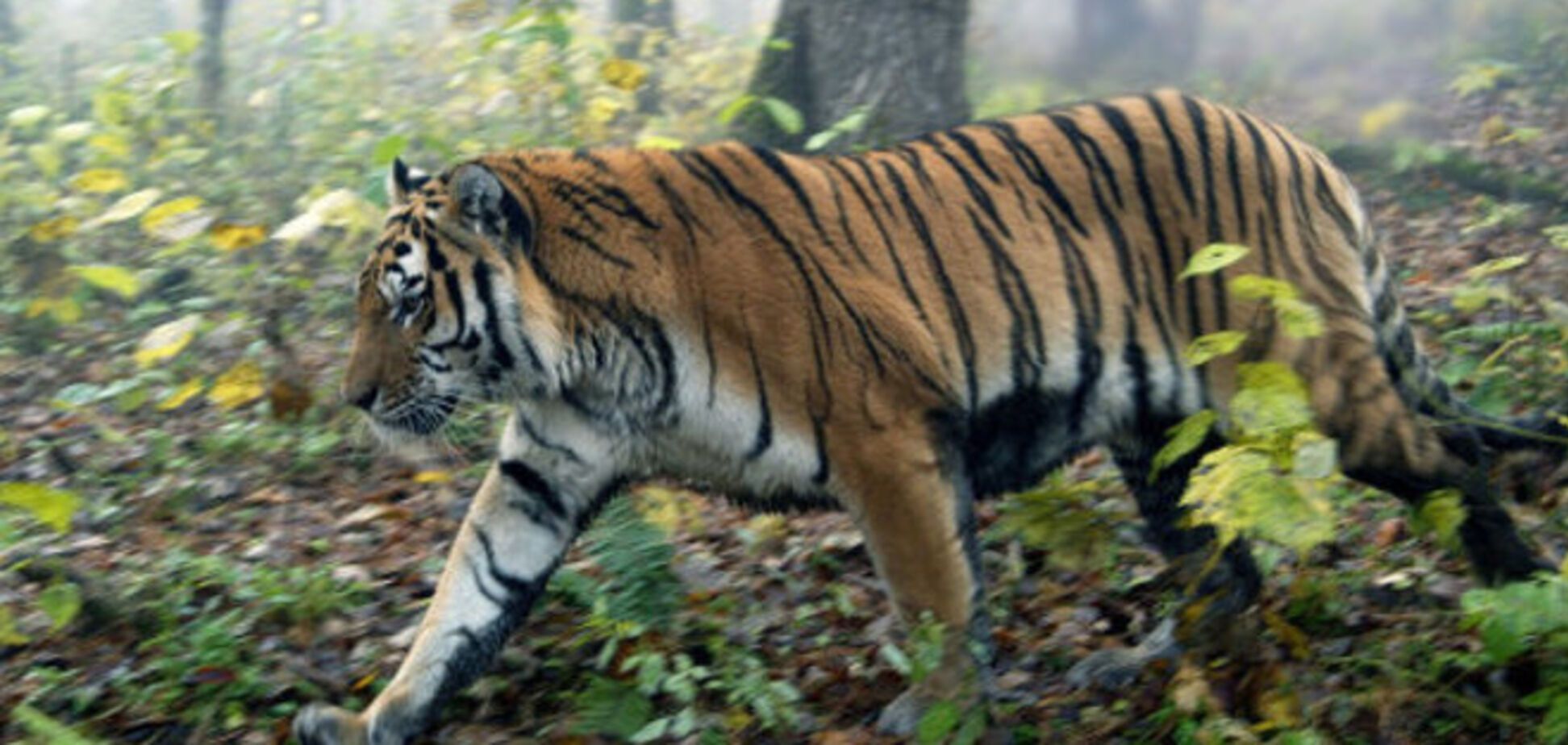 Тигр Путина нашкодил в Китае и вернулся в Россию