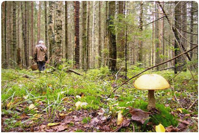 Как выжить и найти путь, если вы заблудились в лесу