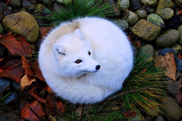 7 самых красивых видов лис, найденных мире