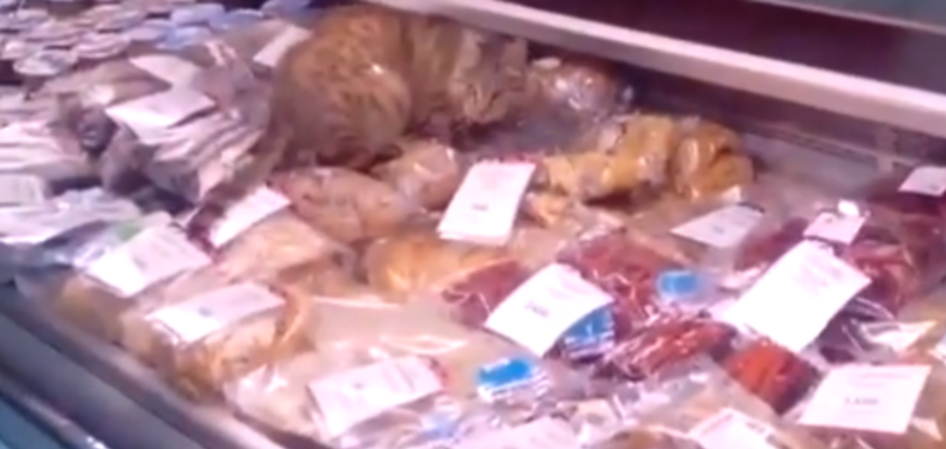 В российском аэропорту рыжий кот съел морепродуктов на 60 тыс. рублей