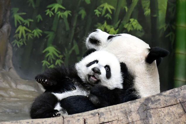 Счастливое воссоединение. Панды-тройняшки вернулась к маме