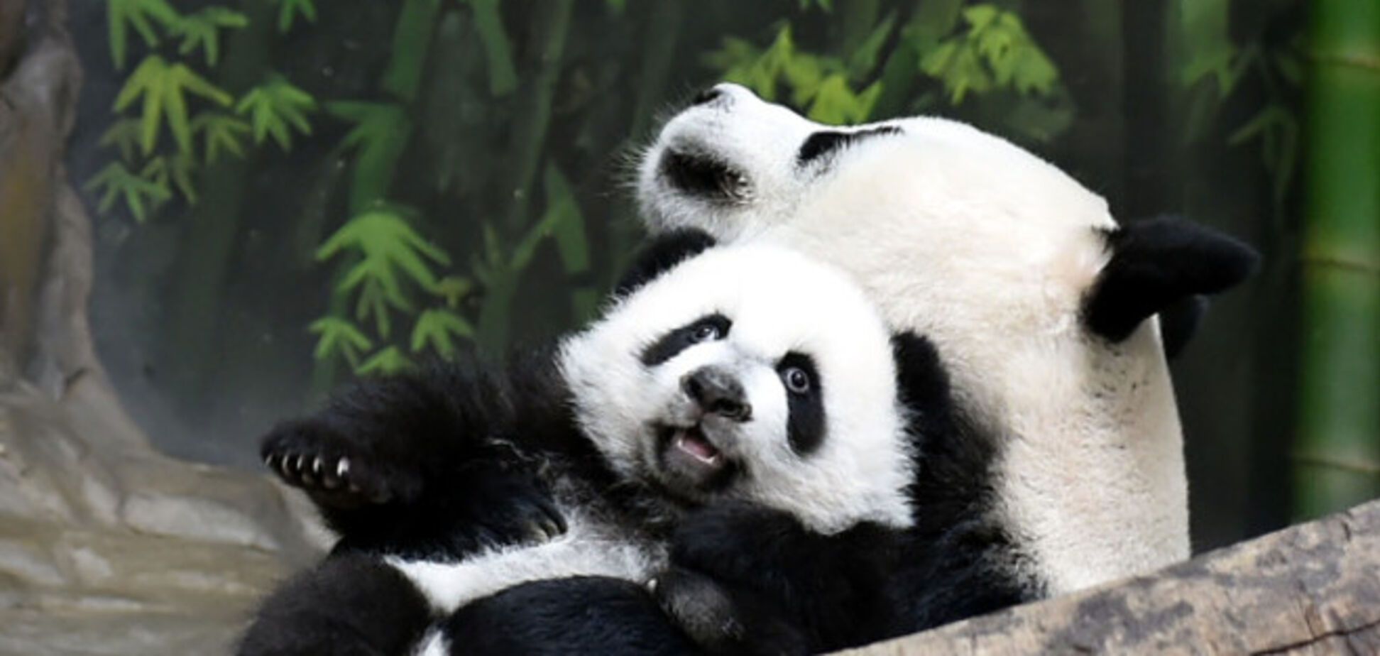 Счастливое воссоединение. Панды-тройняшки вернулась к маме