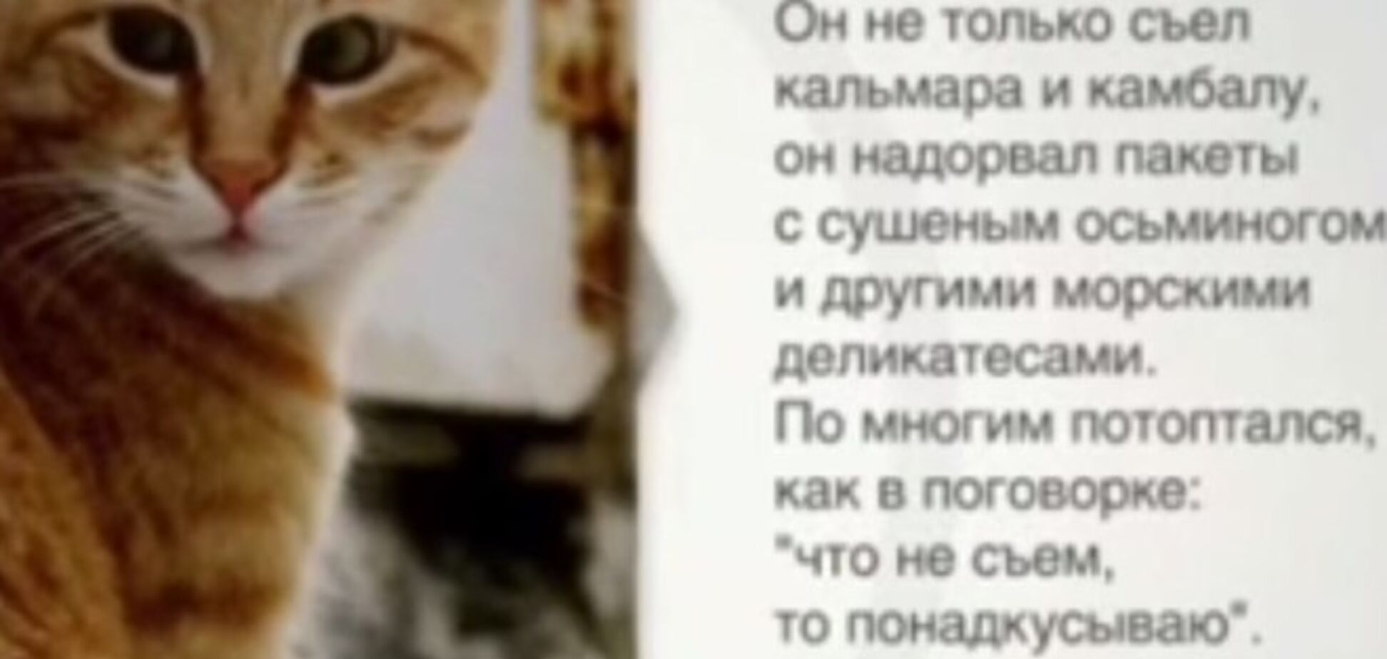 Коту-злодюжці, що з'їв дорогої риби на 60 тисяч рублів, знайшли роботу