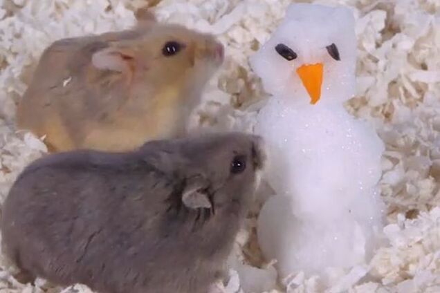 В ожидании праздника хомяки слепили снеговика. Опубликовано видео
