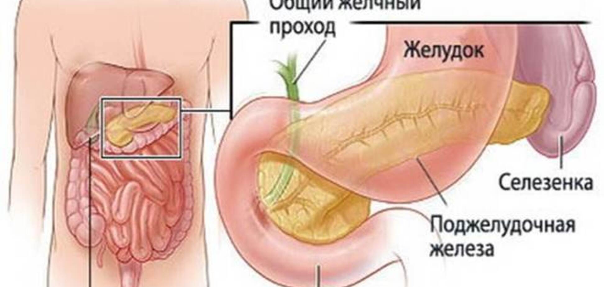 8 полезных рецептов для оздоровления поджелудочной железы