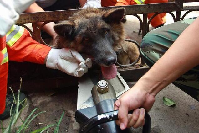 В Киеве спасли овчарку, которая застряла в заборе