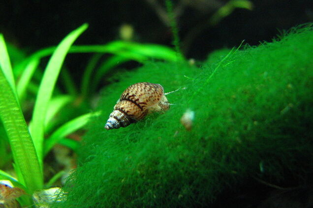 Названо найнебезпечнішого вбивцю людини серед тварин: 10 тисяч жертв на рік