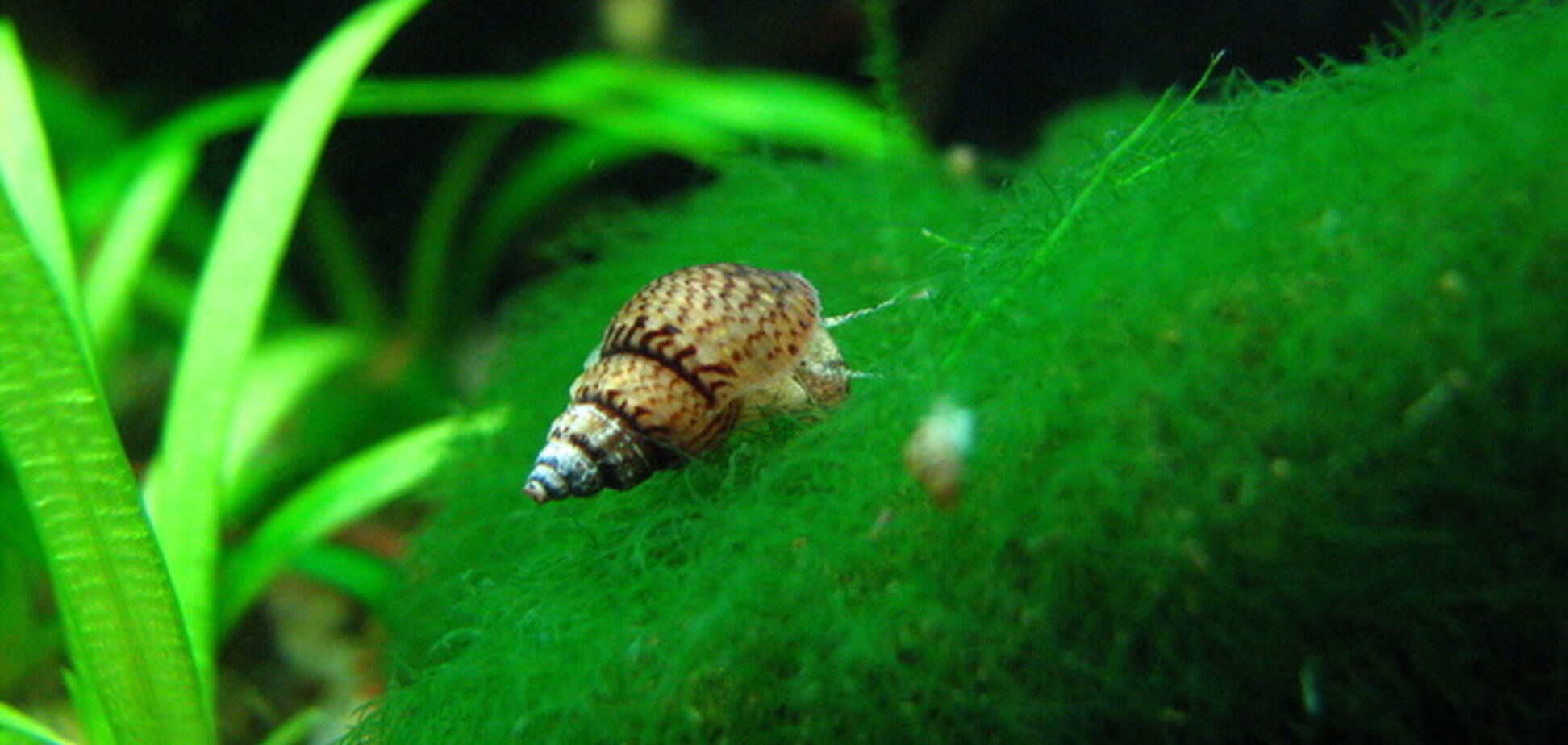 Названо найнебезпечнішого вбивцю людини серед тварин: 10 тисяч жертв на рік