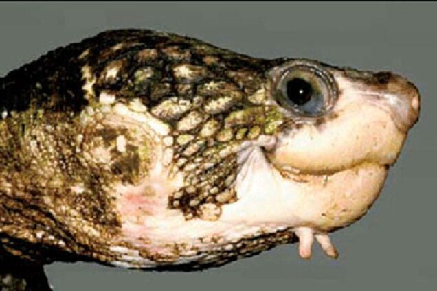 Ученые озаботились судьбой черепах, которые... дышат попой