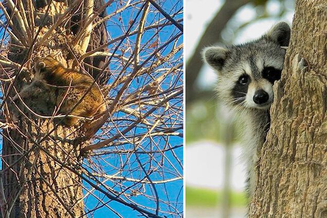 11 животных, которые попали в необычные истории