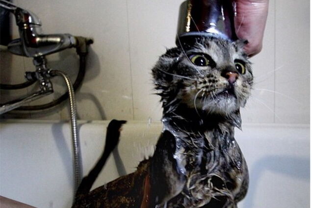 Знаменитой российской кошке-обжоре сделали маникюр в салоне красоты