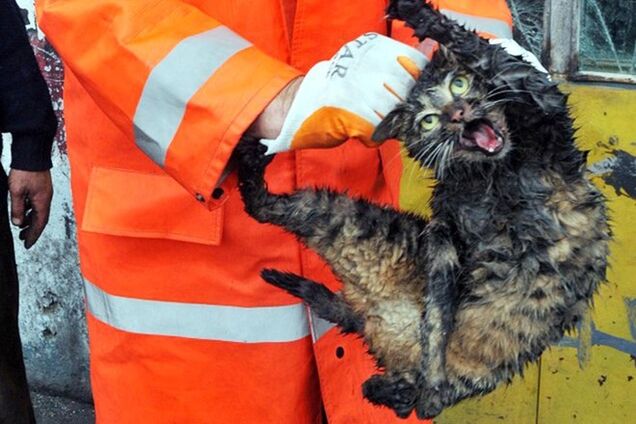 Спасенный из автомобильного двигателя кот-бродяга прославился на весь мир 