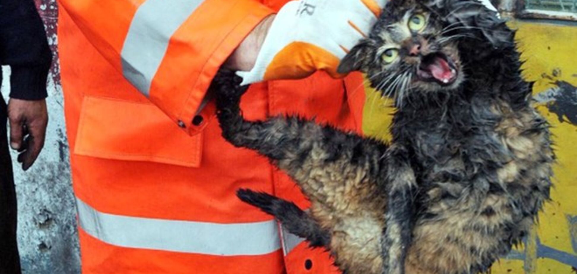 Спасенный из автомобильного двигателя кот-бродяга прославился на весь мир