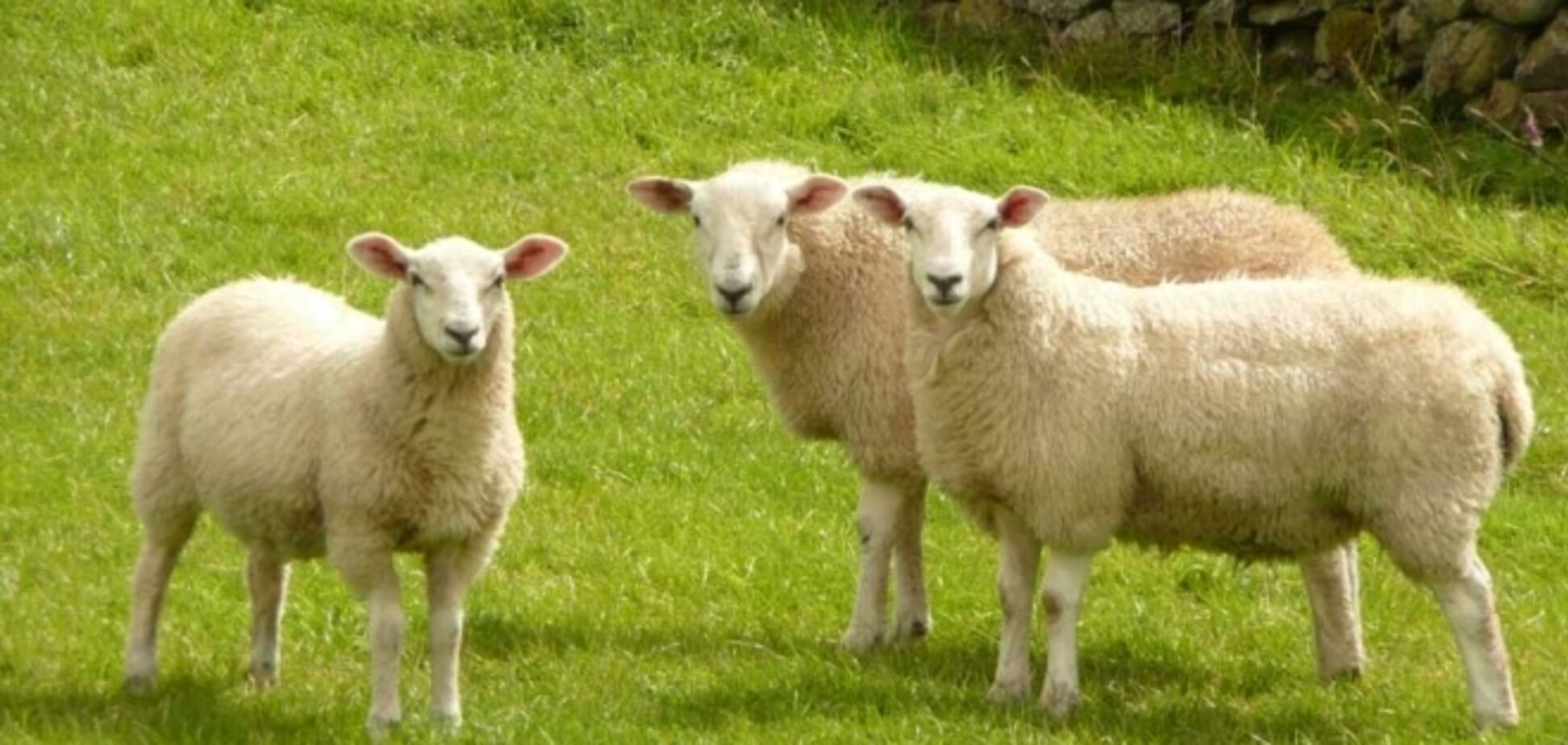 Овец в Великобритании вооружат датчиками и системами позиционирования