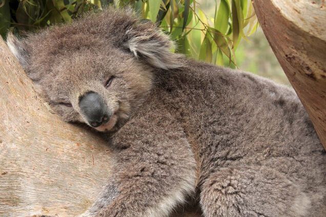 Nature назвав найбільш милих тварин 2014