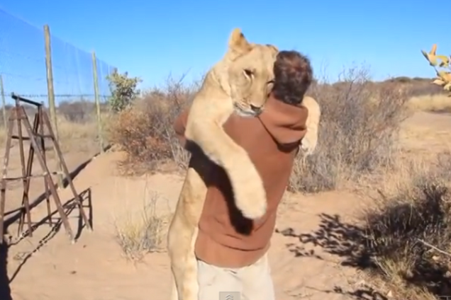 Восхитительная история о львице, которую в детстве спасли люди