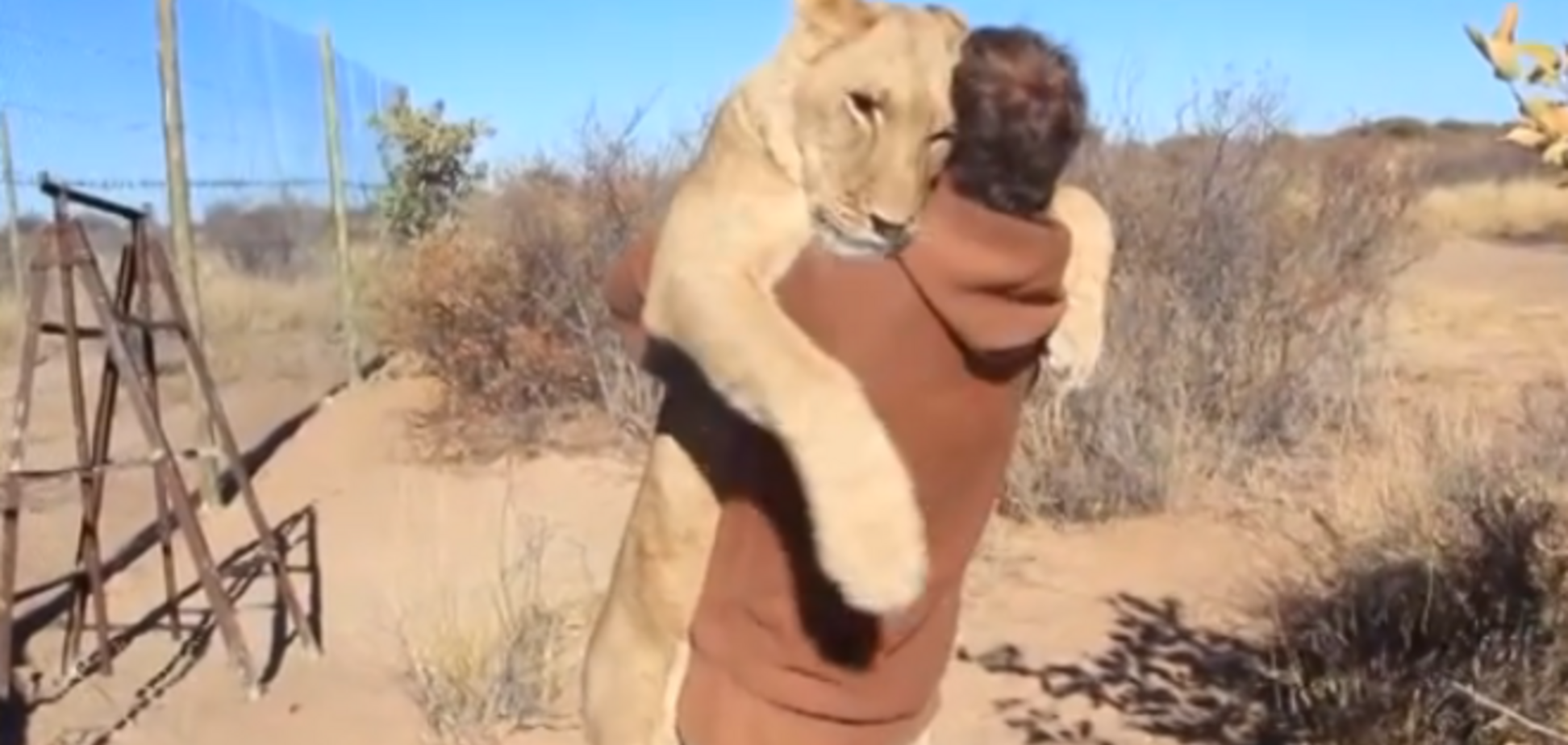 Восхитительная история о львице, которую в детстве спасли люди