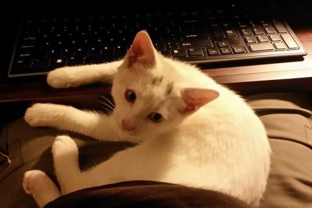 История о том, как спасенный разноглазый котенок изменил жизнь человека