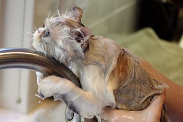 20 мокрых котиков: они высохнут и отомстят