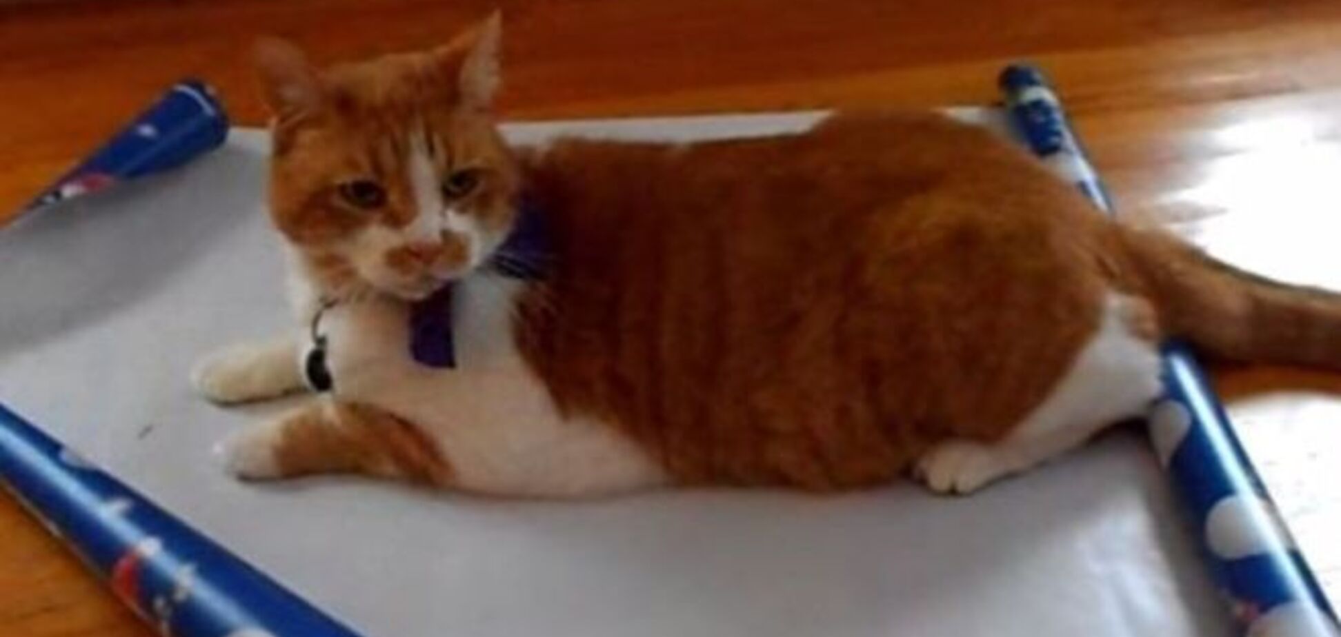 Как упаковать кота на Новый год